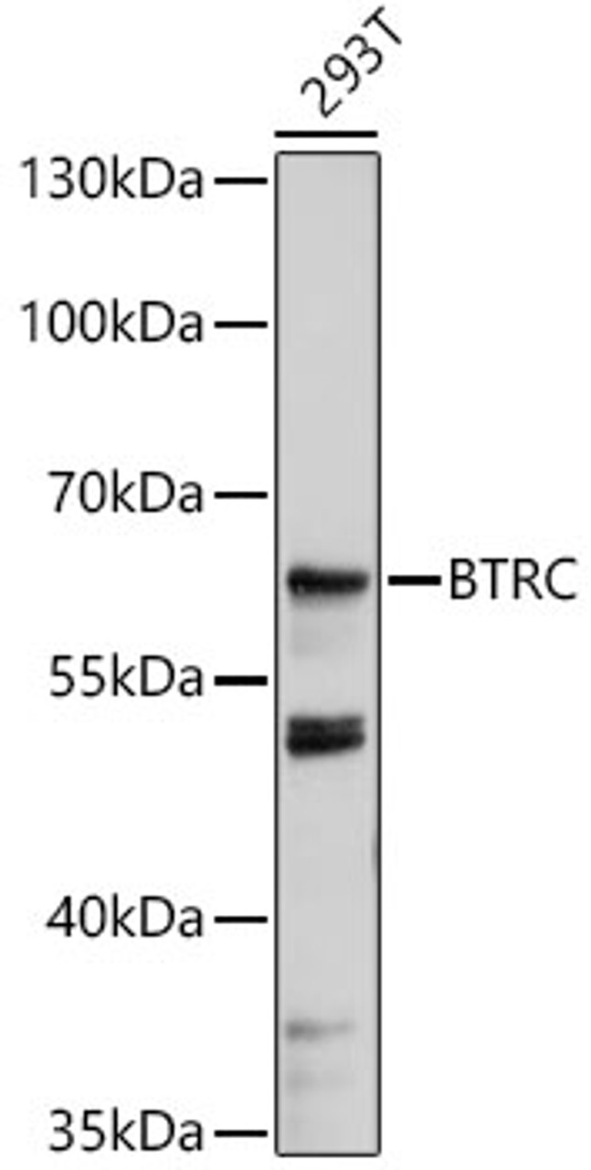 Western blot analysis of extracts of 293T cells, using BTRC antibody (18-324) at 1:1000 dilution.<br/>Secondary antibody: HRP Goat Anti-Rabbit IgG (H+L) at 1:10000 dilution.<br/>Lysates/proteins: 25ug per lane.<br/>Blocking buffer: 3% nonfat dry milk in TBST.<br/>Detection: ECL Basic Kit.<br/>Exposure time: 90s.