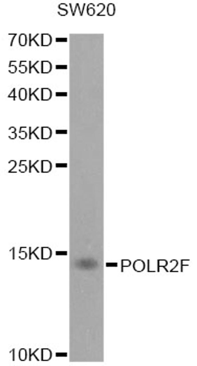 Western blot analysis of extracts of SW620 cells, using POLR2F antibody (18-328) at 1:1000 dilution.<br/>Secondary antibody: HRP Goat Anti-Rabbit IgG (H+L) at 1:10000 dilution.<br/>Lysates/proteins: 25ug per lane.<br/>Blocking buffer: 3% nonfat dry milk in TBST.<br/>Detection: ECL Basic Kit.<br/>Exposure time: 90s.