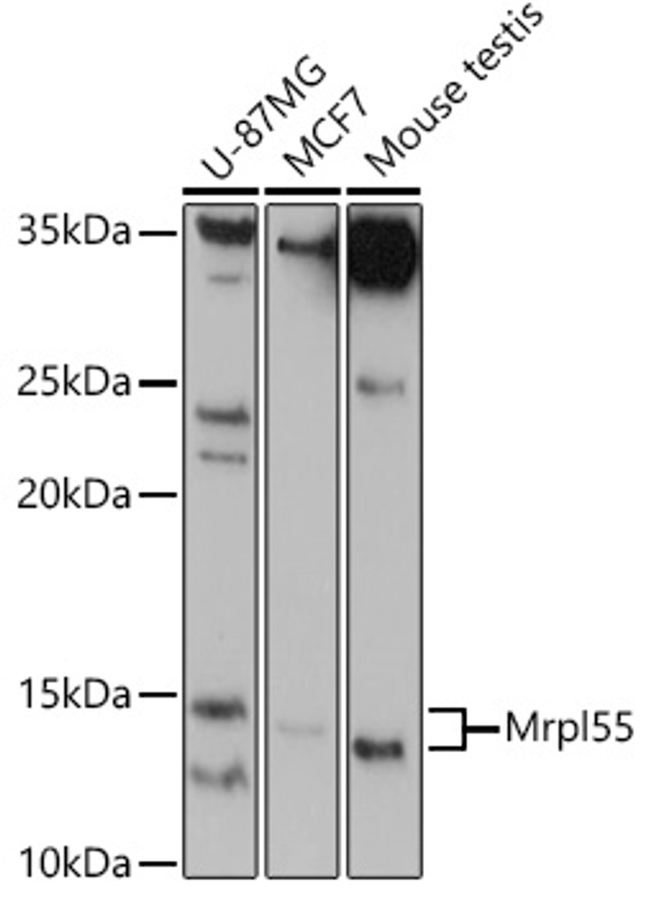 Western blot analysis of extracts of various cell lines, using Mrpl55 antibody (18-329) at 1:1000 dilution.<br/>Secondary antibody: HRP Goat Anti-Rabbit IgG (H+L) at 1:10000 dilution.<br/>Lysates/proteins: 25ug per lane.<br/>Blocking buffer: 3% nonfat dry milk in TBST.<br/>Detection: ECL Basic Kit.<br/>Exposure time: 90s.
