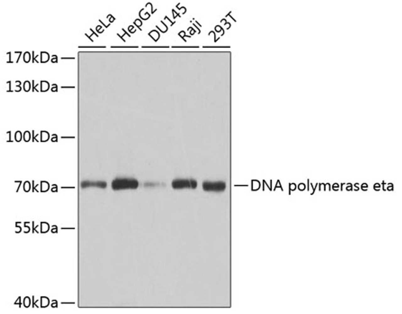 Western blot analysis of extracts of various cell lines, using DNA polymerase eta antibody (18-337) at 1:1000 dilution.<br/>Secondary antibody: HRP Goat Anti-Rabbit IgG (H+L) at 1:10000 dilution.<br/>Lysates/proteins: 25ug per lane.<br/>Blocking buffer: 3% nonfat dry milk in TBST.