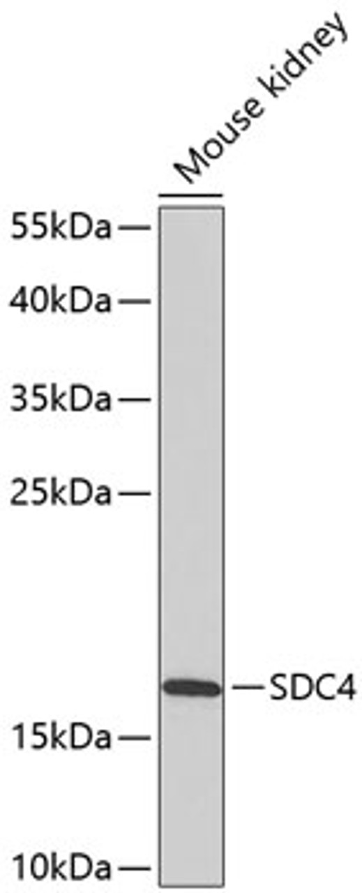 Western blot analysis of extracts of mouse kidney, using SDC4 antibody (18-338) at 1:1000 dilution.<br/>Secondary antibody: HRP Goat Anti-Rabbit IgG (H+L) at 1:10000 dilution.<br/>Lysates/proteins: 25ug per lane.<br/>Blocking buffer: 3% nonfat dry milk in TBST.