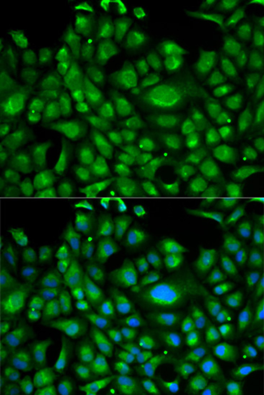 Immunofluorescence analysis of U2OS cells using HSPA1L antibody (18-349) . Blue: DAPI for nuclear staining.