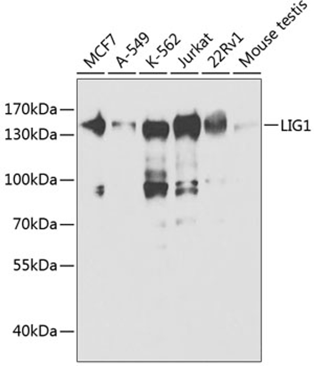 Western blot analysis of extracts of various cell lines, using LIG1 antibody (18-351) at 1:500 dilution.<br/>Secondary antibody: HRP Goat Anti-Rabbit IgG (H+L) at 1:10000 dilution.<br/>Lysates/proteins: 25ug per lane.<br/>Blocking buffer: 3% nonfat dry milk in TBST.