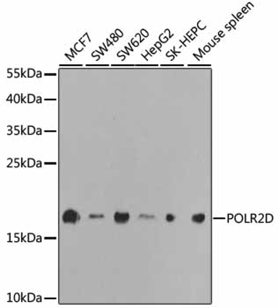 Western blot analysis of extracts of various cell lines, using POLR2D antibody (18-352) at 1:1000 dilution.<br/>Secondary antibody: HRP Goat Anti-Rabbit IgG (H+L) at 1:10000 dilution.<br/>Lysates/proteins: 25ug per lane.<br/>Blocking buffer: 3% nonfat dry milk in TBST.