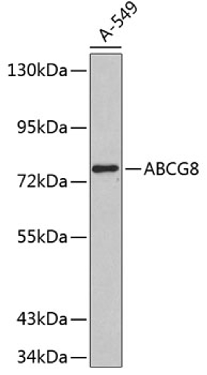 Western blot analysis of extracts of A-549 cells, using ABCG8 antibody (18-361) .<br/>Secondary antibody: HRP Goat Anti-Rabbit IgG (H+L) at 1:10000 dilution.<br/>Lysates/proteins: 25ug per lane.<br/>Blocking buffer: 3% nonfat dry milk in TBST.