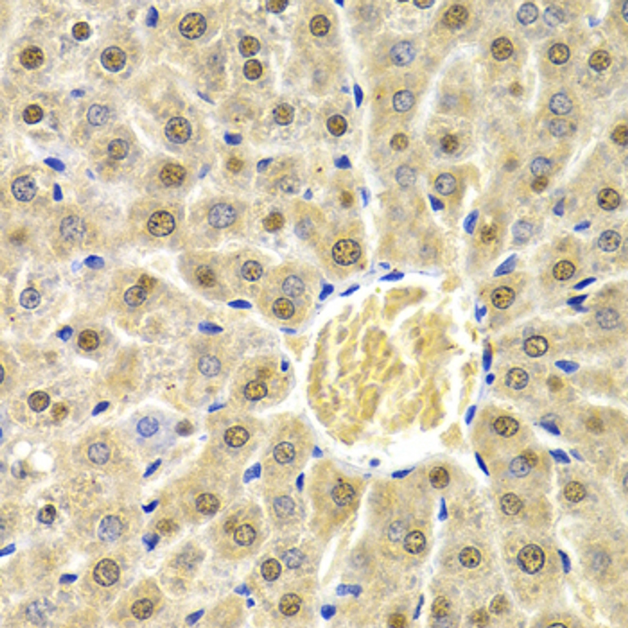 Immunohistochemistry of paraffin-embedded rat liver using RAD9A antibody (18-367) at dilution of 1:200 (40x lens) .