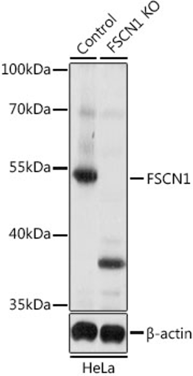Western blot analysis of extracts from normal (control) and FSCN1 knockout (KO) HeLa cells, using FSCN1 antibody (18-373) at 1:1000 dilution.<br/>Secondary antibody: HRP Goat Anti-Rabbit IgG (H+L) at 1:10000 dilution.<br/>Lysates/proteins: 25ug per lane.<br/>Blocking buffer: 3% nonfat dry milk in TBST.<br/>Detection: ECL Basic Kit.<br/>Exposure time: 5s.