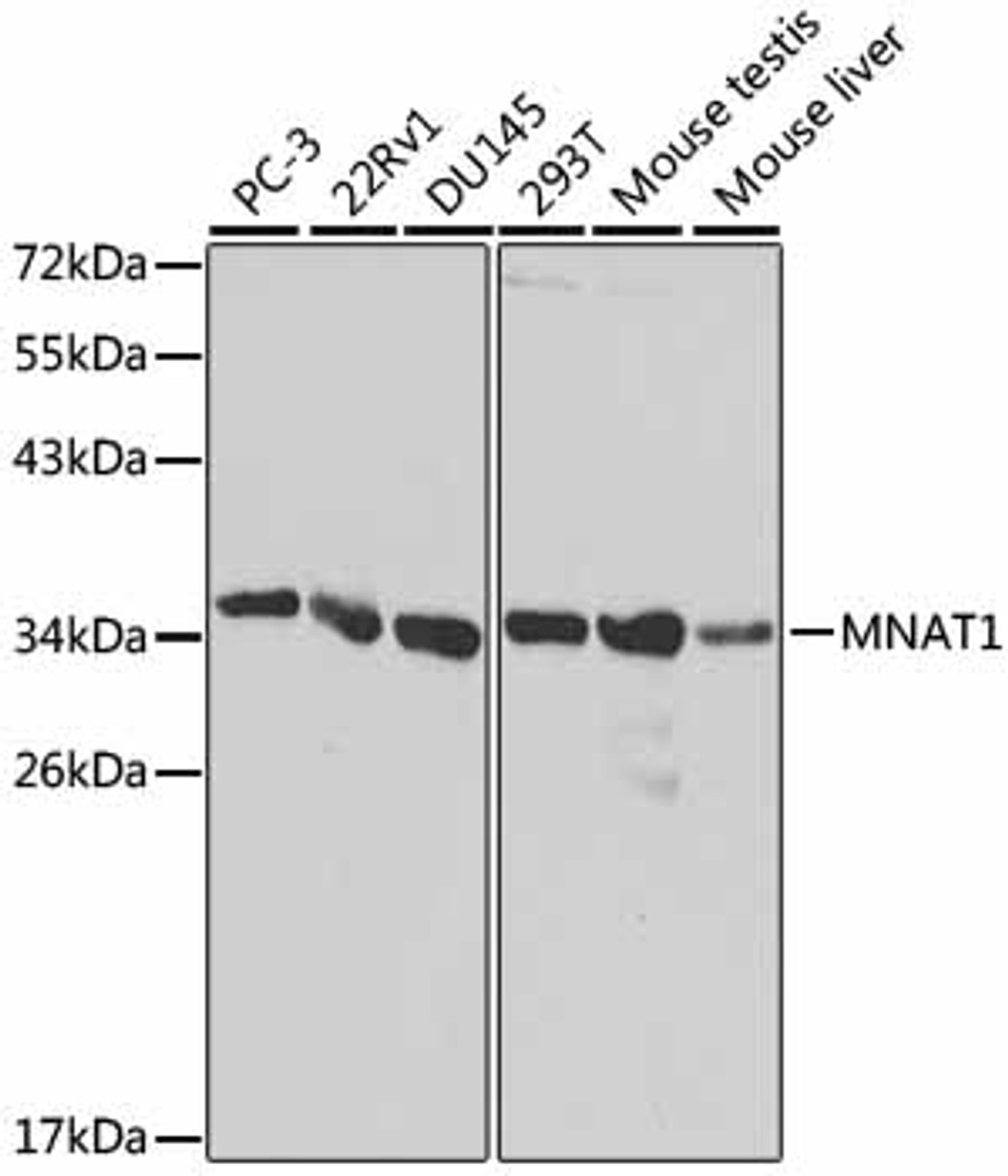 Western blot analysis of extracts of various cell lines, using MNAT1 antibody (18-384) at 1:1000 dilution.<br/>Secondary antibody: HRP Goat Anti-Rabbit IgG (H+L) at 1:10000 dilution.<br/>Lysates/proteins: 25ug per lane.<br/>Blocking buffer: 3% nonfat dry milk in TBST.