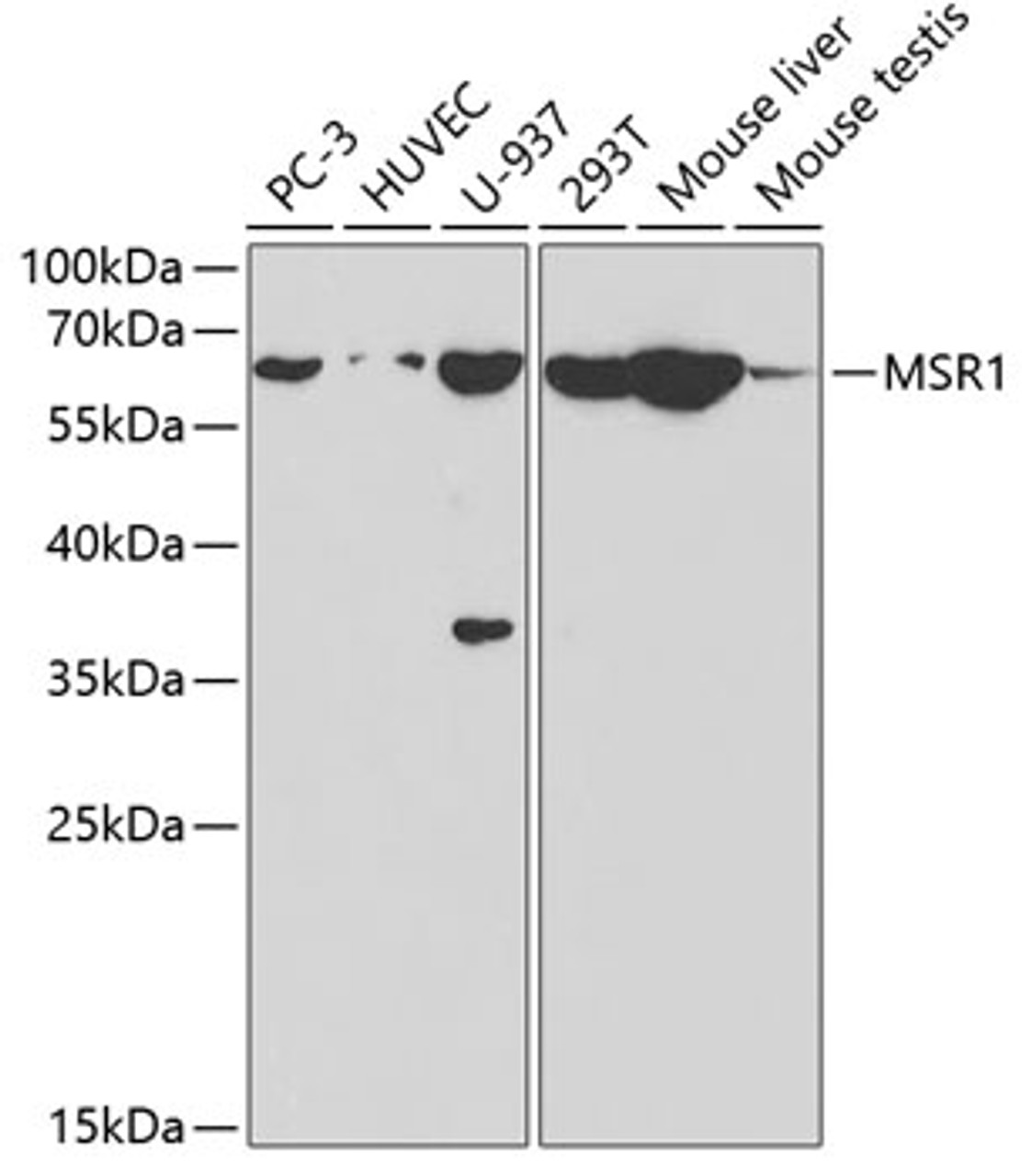 Western blot analysis of extracts of various cell lines, using MSR1 antibody (18-388) at 1:1000 dilution.<br/>Secondary antibody: HRP Goat Anti-Rabbit IgG (H+L) at 1:10000 dilution.<br/>Lysates/proteins: 25ug per lane.<br/>Blocking buffer: 3% nonfat dry milk in TBST.