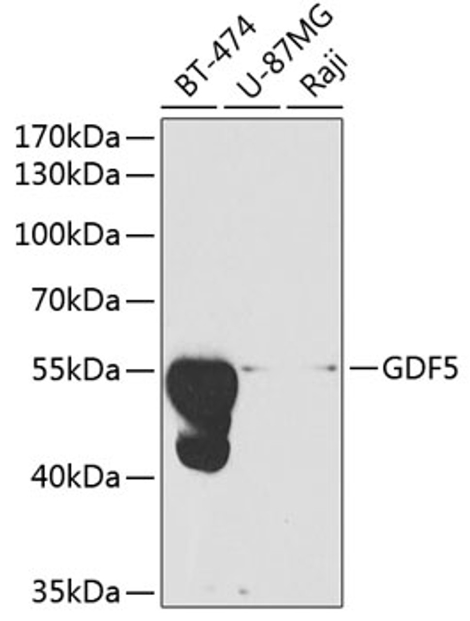 Western blot analysis of extracts of various cell lines, using GDF5 antibody (18-392) at 1:1000 dilution.<br/>Secondary antibody: HRP Goat Anti-Rabbit IgG (H+L) at 1:10000 dilution.<br/>Lysates/proteins: 25ug per lane.<br/>Blocking buffer: 3% nonfat dry milk in TBST.