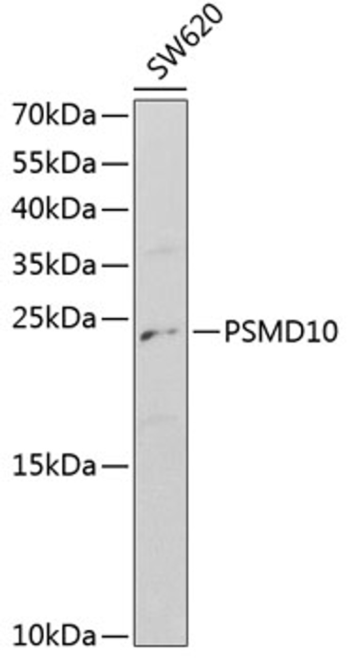 Western blot analysis of extracts of SW620 cells, using PSMD10 antibody (18-408) at 1:1000 dilution.<br/>Secondary antibody: HRP Goat Anti-Rabbit IgG (H+L) at 1:10000 dilution.<br/>Lysates/proteins: 25ug per lane.<br/>Blocking buffer: 3% nonfat dry milk in TBST.