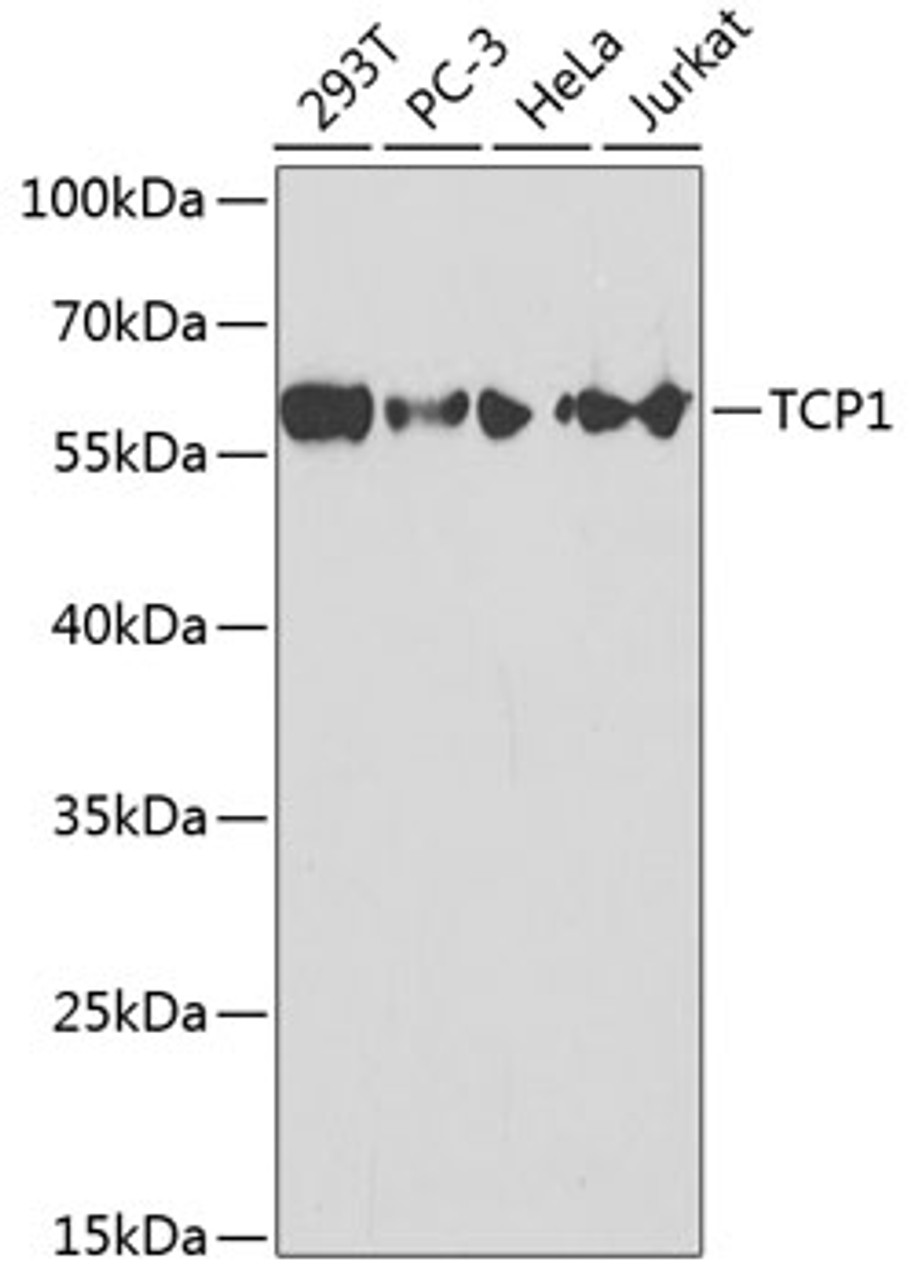 Western blot analysis of extracts of various cell lines, using TCP1 antibody (18-409) at 1:1000 dilution.<br/>Secondary antibody: HRP Goat Anti-Rabbit IgG (H+L) at 1:10000 dilution.<br/>Lysates/proteins: 25ug per lane.<br/>Blocking buffer: 3% nonfat dry milk in TBST.