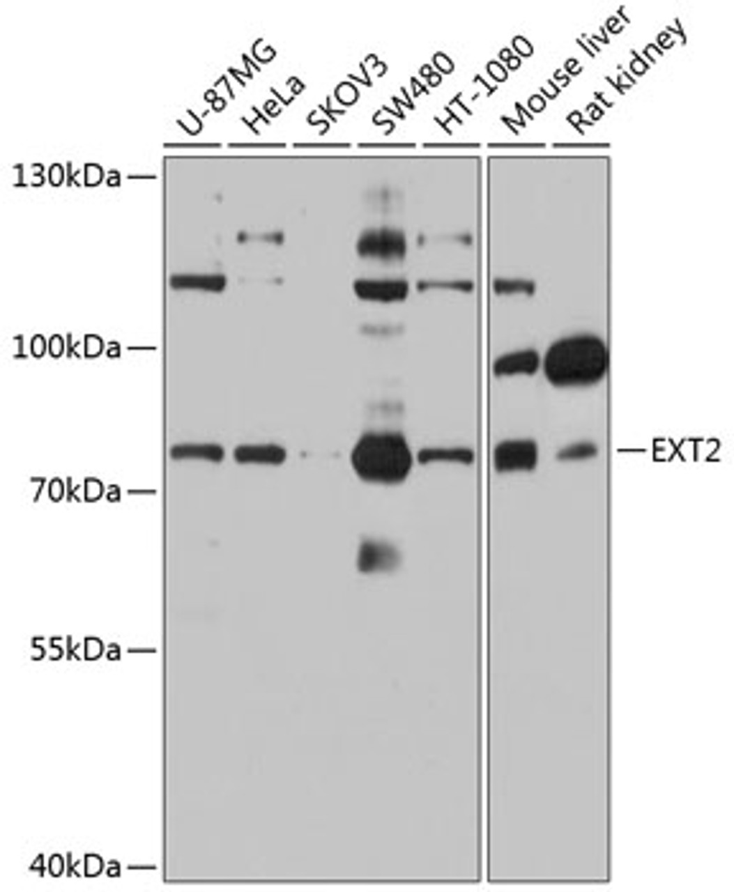 Western blot analysis of extracts of various cell lines, using EXT2 antibody (18-421) at 1:1000 dilution.<br/>Secondary antibody: HRP Goat Anti-Rabbit IgG (H+L) at 1:10000 dilution.<br/>Lysates/proteins: 25ug per lane.<br/>Blocking buffer: 3% nonfat dry milk in TBST.<br/>Detection: ECL Basic Kit.<br/>Exposure time: 30s.