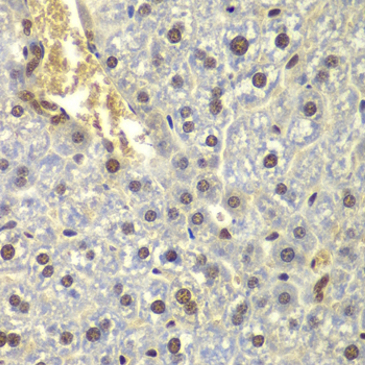 Immunohistochemistry of paraffin-embedded mouse liver using RPL5 antibody (18-425) at dilution of 1:200 (40x lens) .