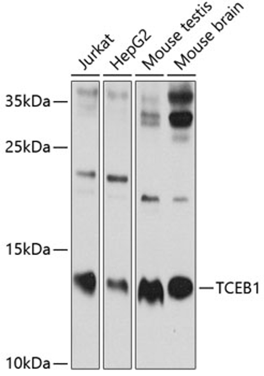 Western blot analysis of extracts of various cell lines, using TCEB1 antibody (18-432) at 1:1000 dilution.<br/>Secondary antibody: HRP Goat Anti-Rabbit IgG (H+L) at 1:10000 dilution.<br/>Lysates/proteins: 25ug per lane.<br/>Blocking buffer: 3% nonfat dry milk in TBST.<br/>Detection: ECL Enhanced Kit.<br/>Exposure time: 60s.