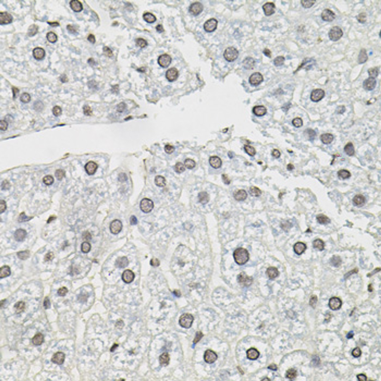 Immunohistochemistry of paraffin-embedded mouse liver using TCEB1 antibody (18-432) (40x lens) .