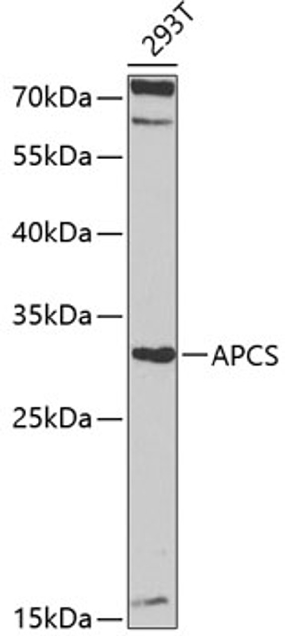 Western blot analysis of extracts of 293T cells, using APCS antibody (18-435) at 1:1000 dilution.<br/>Secondary antibody: HRP Goat Anti-Rabbit IgG (H+L) at 1:10000 dilution.<br/>Lysates/proteins: 25ug per lane.<br/>Blocking buffer: 3% nonfat dry milk in TBST.<br/>Detection: ECL Enhanced Kit.<br/>Exposure time: 50s.