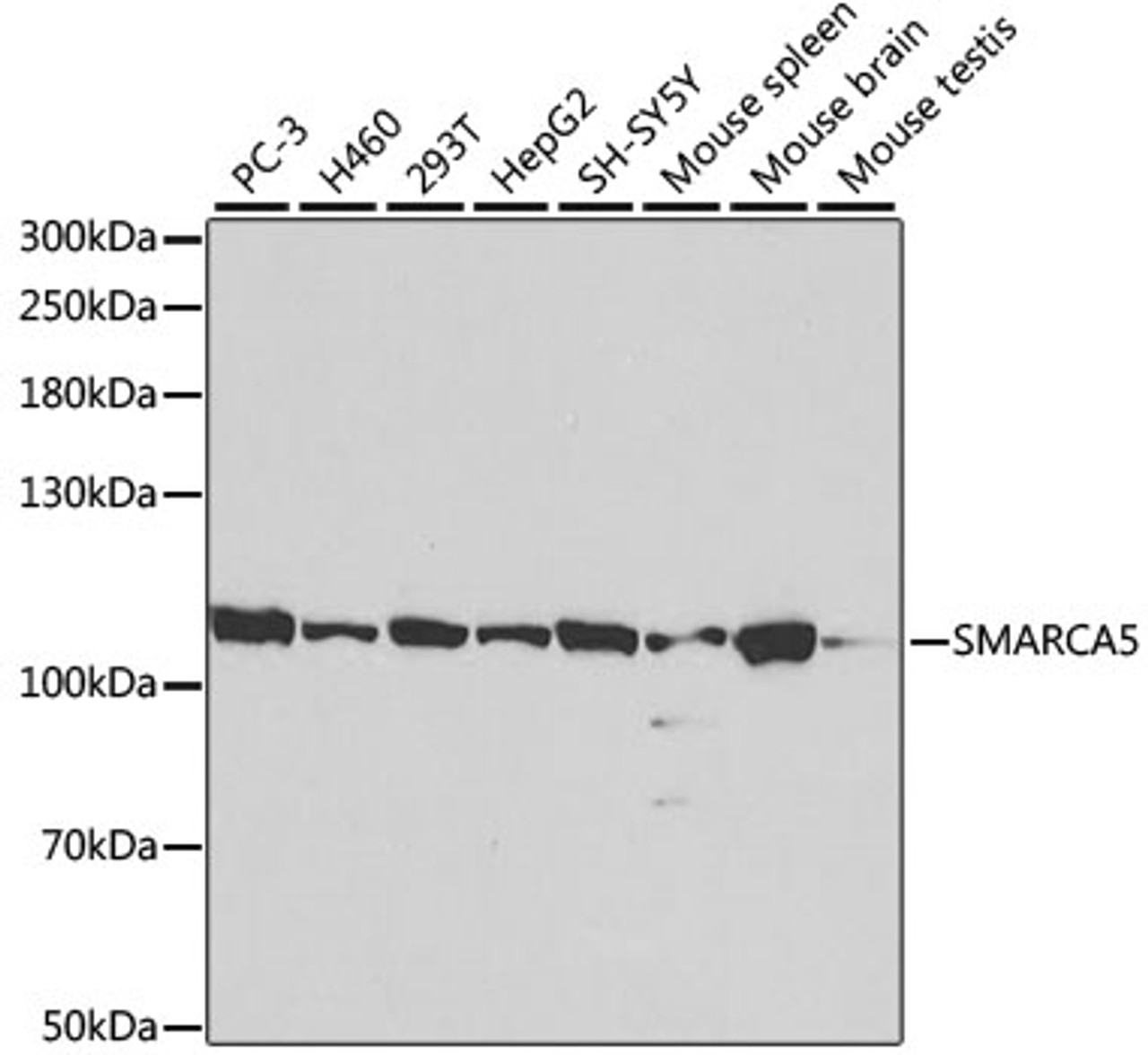Western blot analysis of extracts of various cell lines, using SMARCA5 antibody (18-437) at 1:1000 dilution.<br/>Secondary antibody: HRP Goat Anti-Rabbit IgG (H+L) at 1:10000 dilution.<br/>Lysates/proteins: 25ug per lane.<br/>Blocking buffer: 3% nonfat dry milk in TBST.<br/>Detection: ECL Basic Kit.<br/>Exposure time: 2min.