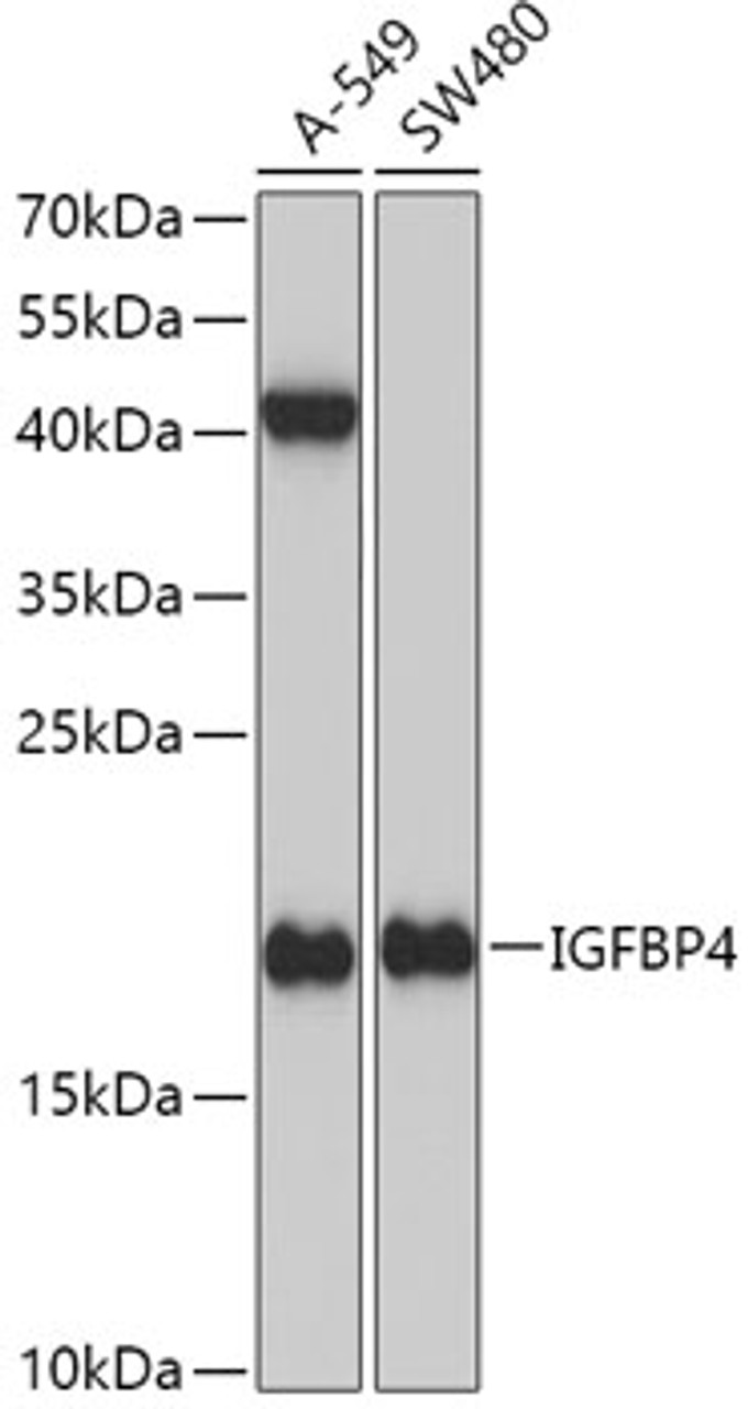 Western blot analysis of extracts of various cell lines, using IGFBP4 antibody (18-443) at 1:1000 dilution.<br/>Secondary antibody: HRP Goat Anti-Rabbit IgG (H+L) at 1:10000 dilution.<br/>Lysates/proteins: 25ug per lane.<br/>Blocking buffer: 3% nonfat dry milk in TBST.<br/>Detection: ECL Basic Kit.<br/>Exposure time: 3min.