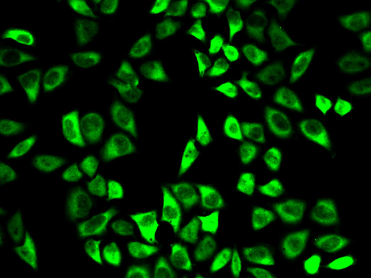 Immunofluorescence analysis of HeLa cells using PRDX6 antibody (18-456) .
