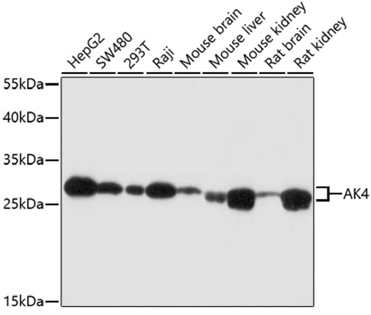 Immunohistochemistry of paraffin-embedded rat kidney using AK4 antibody (18-467) at dilution of 1:200 (40x lens) .