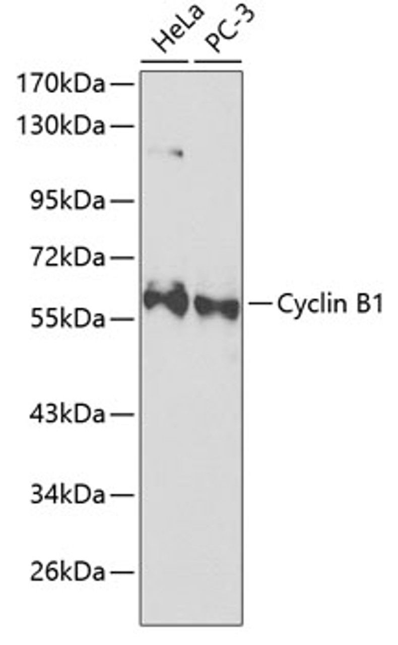 Western blot analysis of extracts of various cell lines, using Cyclin B1 Antibody (18-470) at 1:1000 dilution.<br/>Secondary antibody: HRP Goat Anti-Rabbit IgG (H+L) at 1:10000 dilution.<br/>Lysates/proteins: 25ug per lane.<br/>Blocking buffer: 3% nonfat dry milk in TBST.<br/>Detection: ECL Basic Kit.