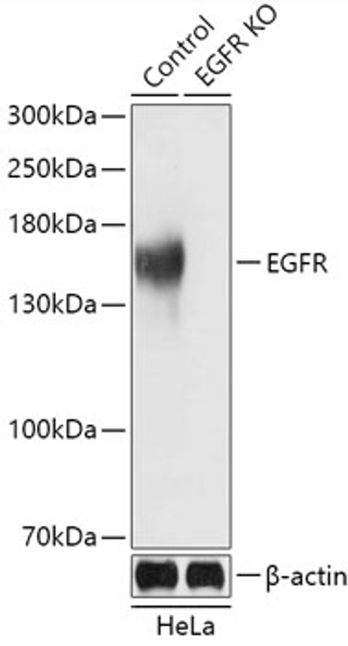 Western blot analysis of extracts from normal (control) and EGFR knockout (KO) HeLa cells, using EGFR antibody (18-478) at 1:3000 dilution.<br/>Secondary antibody: HRP Goat Anti-Rabbit IgG (H+L) at 1:10000 dilution.<br/>Lysates/proteins: 25ug per lane.<br/>Blocking buffer: 3% nonfat dry milk in TBST.<br/>Detection: ECL Basic Kit.<br/>Exposure time: 1s.