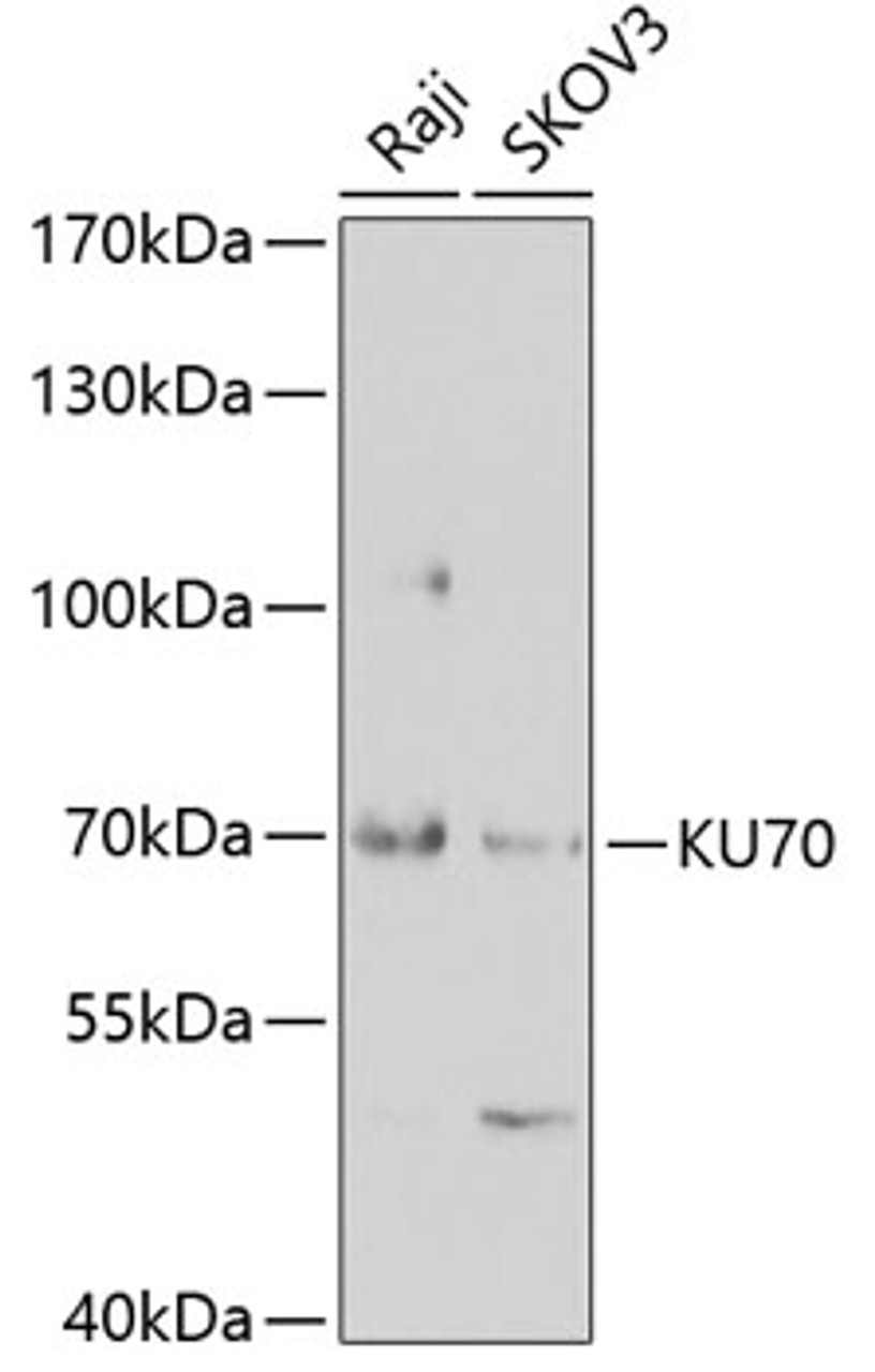 Western blot analysis of extracts of various cell lines, using KU70 antibody (18-482) at 1:1000 dilution.<br/>Secondary antibody: HRP Goat Anti-Rabbit IgG (H+L) at 1:10000 dilution.<br/>Lysates/proteins: 25ug per lane.<br/>Blocking buffer: 3% nonfat dry milk in TBST.<br/>Detection: ECL Basic Kit.<br/>Exposure time: 90s.