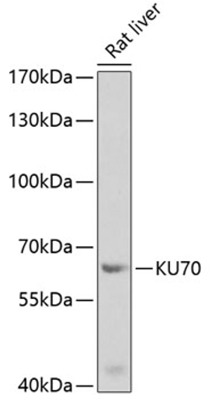 Western blot analysis of extracts of rat liver, using KU70 antibody (18-482) at 1:1000 dilution._Secondary antibody: HRP Goat Anti-Rabbit IgG (H+L) at 1:10000 dilution._Lysates/proteins: 25ug per lane._Blocking buffer: 3% nonfat dry milk in TBST._Detection: ECL Enhanced Kit._Exposure time: 30s.