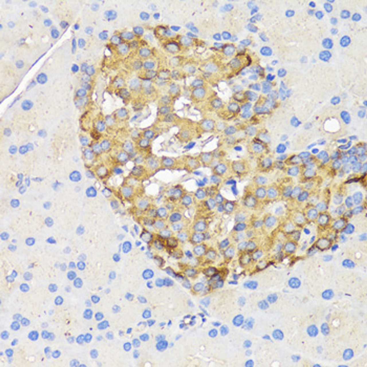 Immunohistochemistry of paraffin-embedded rat pancreatic islet using INS antibody (18-492) at dilution of 1:50 (40x lens) .