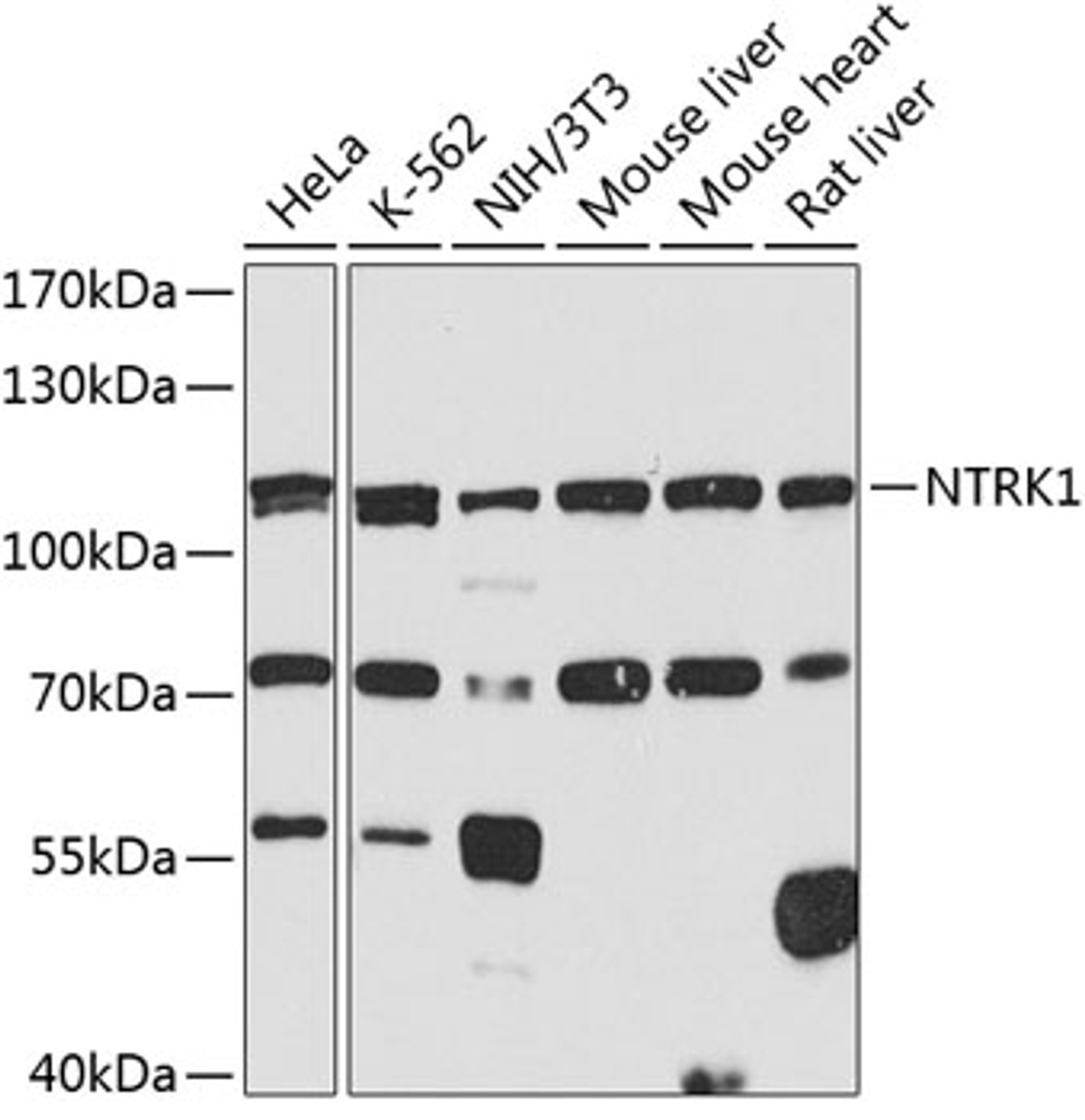 Western blot analysis of extracts of various cell lines, using NTRK1 antibody (18-498) at 1:1000 dilution.<br/>Secondary antibody: HRP Goat Anti-Rabbit IgG (H+L) at 1:10000 dilution.<br/>Lysates/proteins: 25ug per lane.<br/>Blocking buffer: 3% nonfat dry milk in TBST.<br/>Detection: ECL Basic Kit.<br/>Exposure time: 90s.