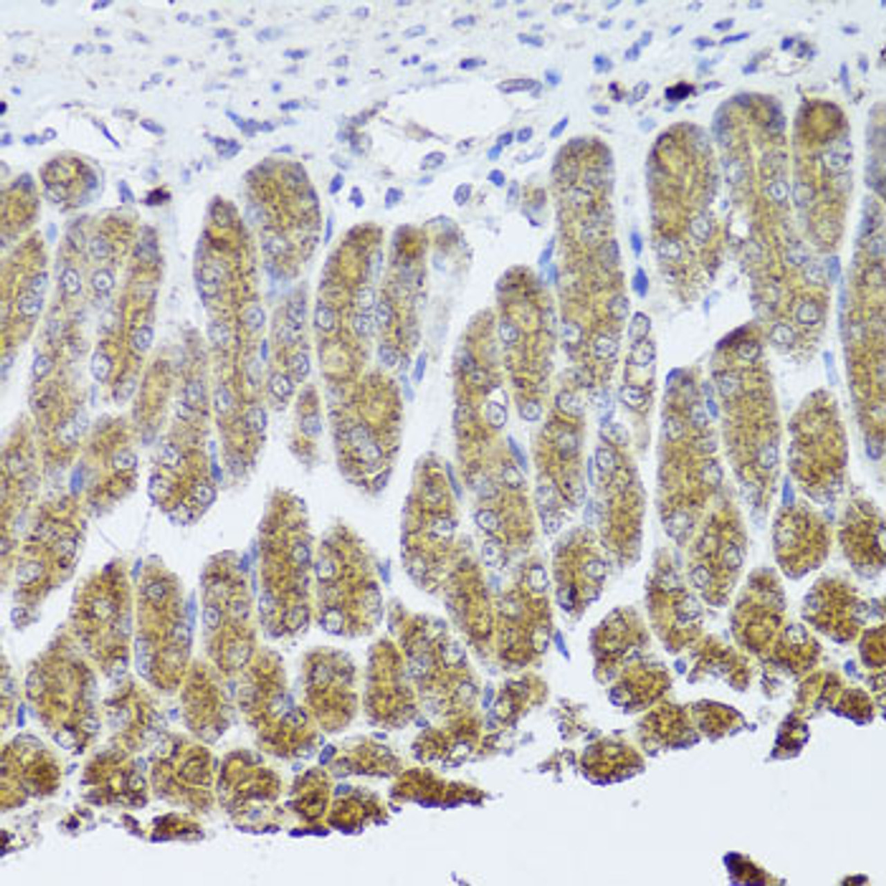 Immunohistochemistry of paraffin-embedded mouse stomach using NTRK1 Antibody (18-498) at dilution of 1:100 (40x lens) .
