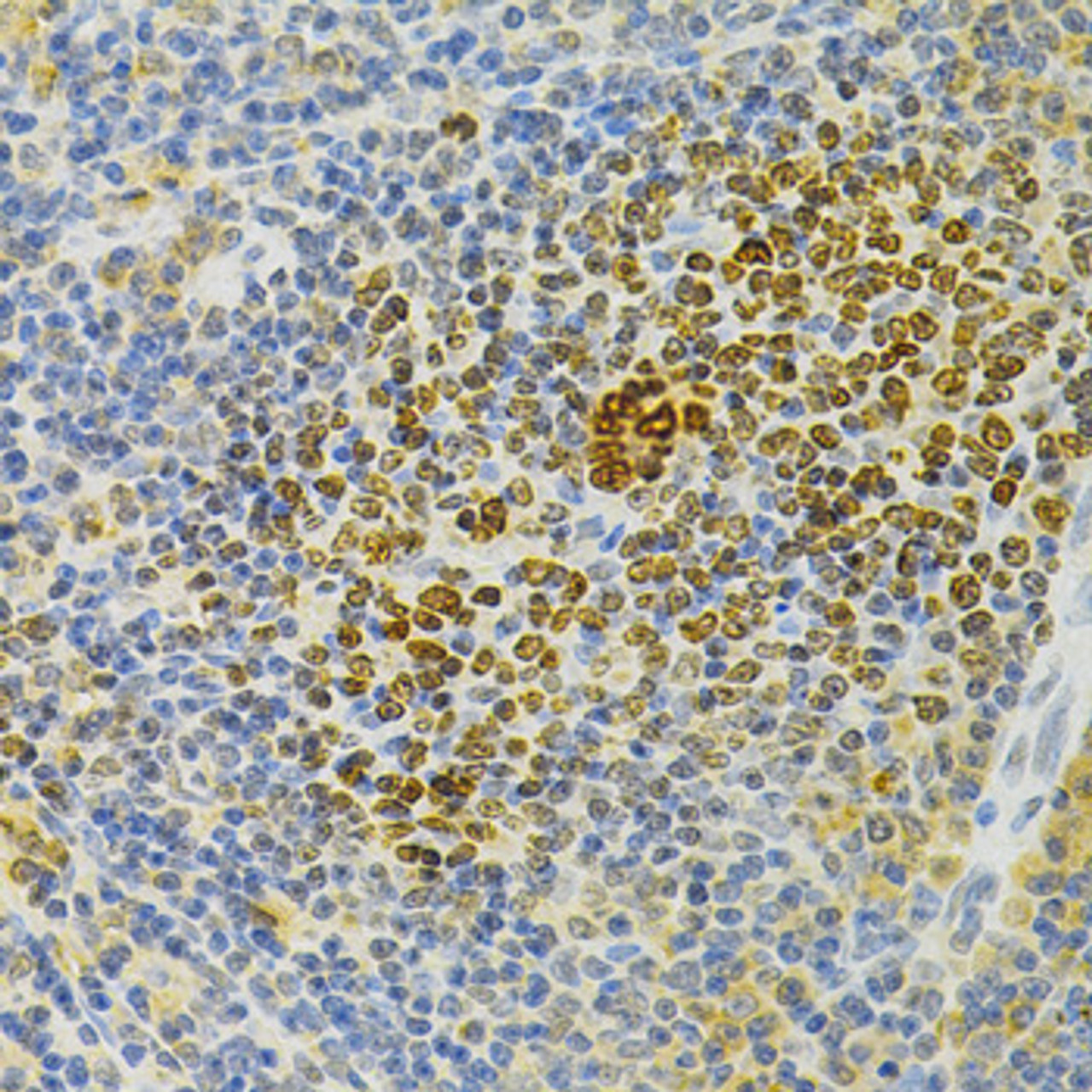 Immunohistochemistry of paraffin-embedded rat spleen using TNFRSF11B Antibody (18-500) at dilution of 1:200 (40x lens) .