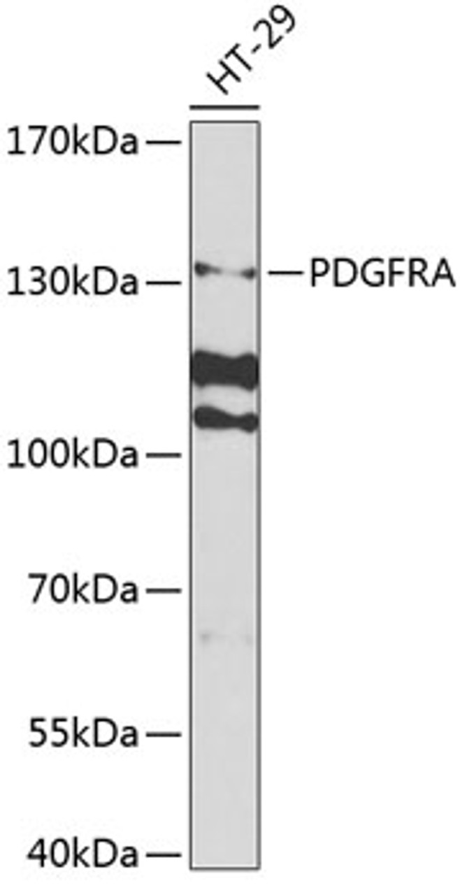 Western blot analysis of extracts of HT-29 cells, using PDGFRA antibody (18-503) at 1:1000 dilution.<br/>Secondary antibody: HRP Goat Anti-Rabbit IgG (H+L) at 1:10000 dilution.<br/>Lysates/proteins: 25ug per lane.<br/>Blocking buffer: 3% nonfat dry milk in TBST.<br/>Detection: ECL Enhanced Kit.<br/>Exposure time: 90s.
