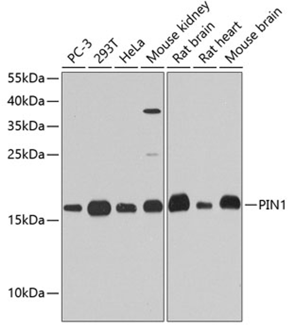 Western blot analysis of extracts of various cell lines, using PIN1 antibody (18-505) at 1:1000 dilution.<br/>Secondary antibody: HRP Goat Anti-Rabbit IgG (H+L) at 1:10000 dilution.<br/>Lysates/proteins: 25ug per lane.<br/>Blocking buffer: 3% nonfat dry milk in TBST.<br/>Detection: ECL Basic Kit.<br/>Exposure time: 30s.