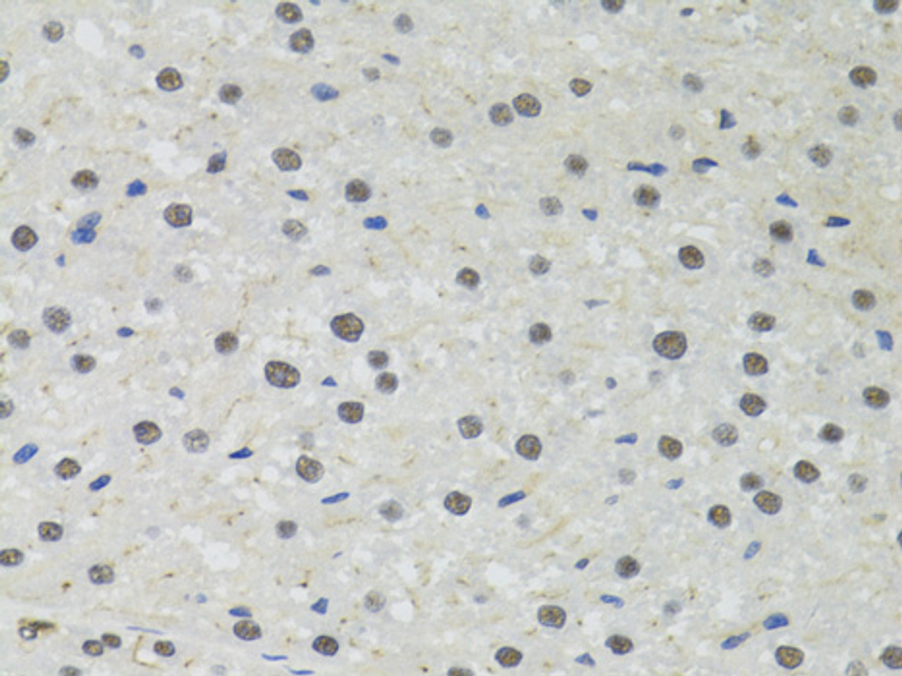 Immunohistochemistry of paraffin-embedded rat liver using PPP4C antibody (18-508) at dilution of 1:100 (40x lens) .