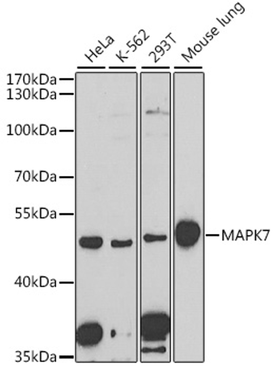 Western blot analysis of extracts of various cell lines, using MAPK7 antibody (18-510) at 1:1000 dilution.<br/>Secondary antibody: HRP Goat Anti-Rabbit IgG (H+L) at 1:10000 dilution.<br/>Lysates/proteins: 25ug per lane.<br/>Blocking buffer: 3% nonfat dry milk in TBST.