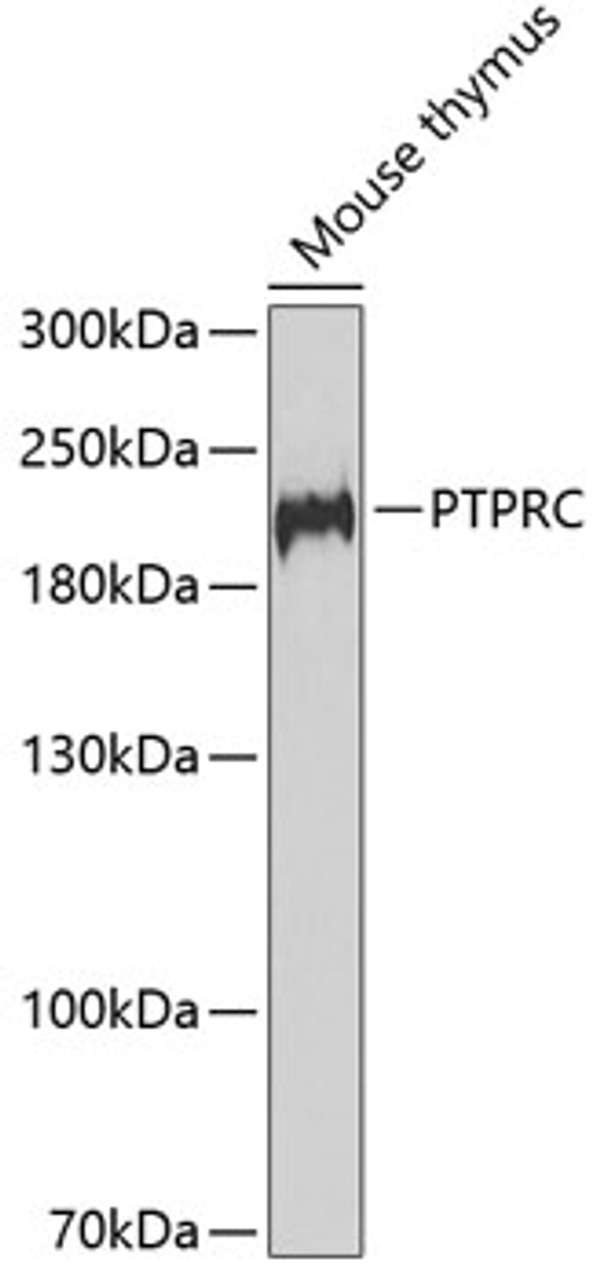 Western blot analysis of extracts of mouse thymus, using PTPRC antibody (18-513) at 1:1000 dilution.<br/>Secondary antibody: HRP Goat Anti-Rabbit IgG (H+L) at 1:10000 dilution.<br/>Lysates/proteins: 25ug per lane.<br/>Blocking buffer: 3% nonfat dry milk in TBST.<br/>Detection: ECL Basic Kit.<br/>Exposure time: 90s.