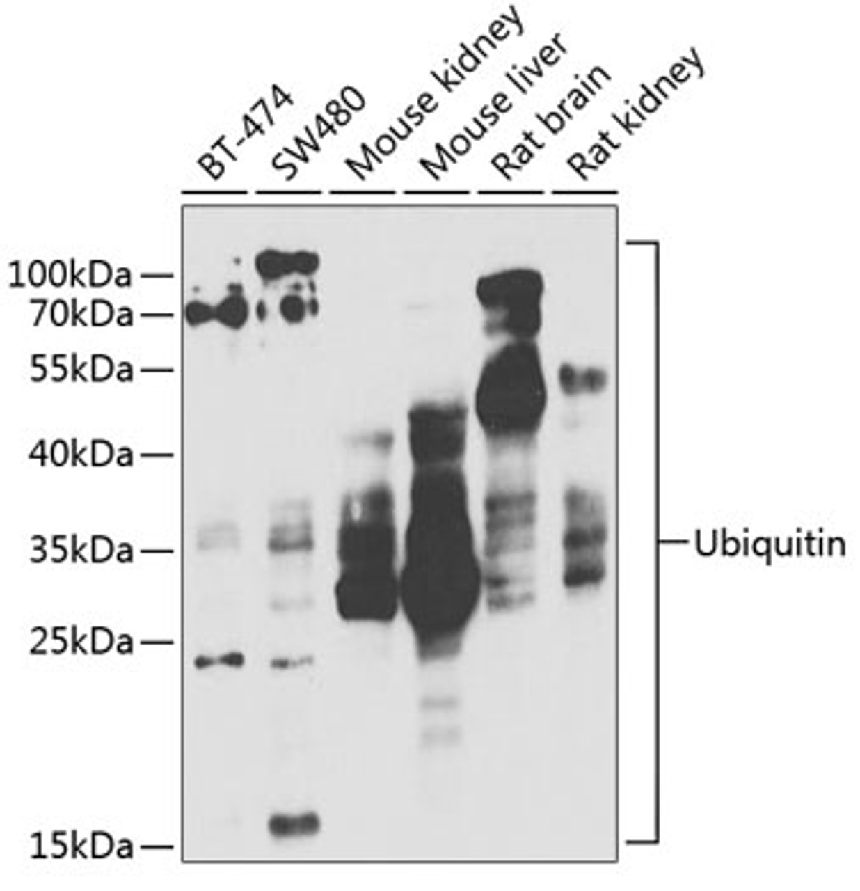 Western blot analysis of extracts of various cell lines, using Ubiquitin antibody (18-522) at 1:1000 dilution.<br/>Secondary antibody: HRP Goat Anti-Rabbit IgG (H+L) at 1:10000 dilution.<br/>Lysates/proteins: 25ug per lane.<br/>Blocking buffer: 3% nonfat dry milk in TBST.<br/>Detection: ECL Basic Kit.<br/>Exposure time: 60s.