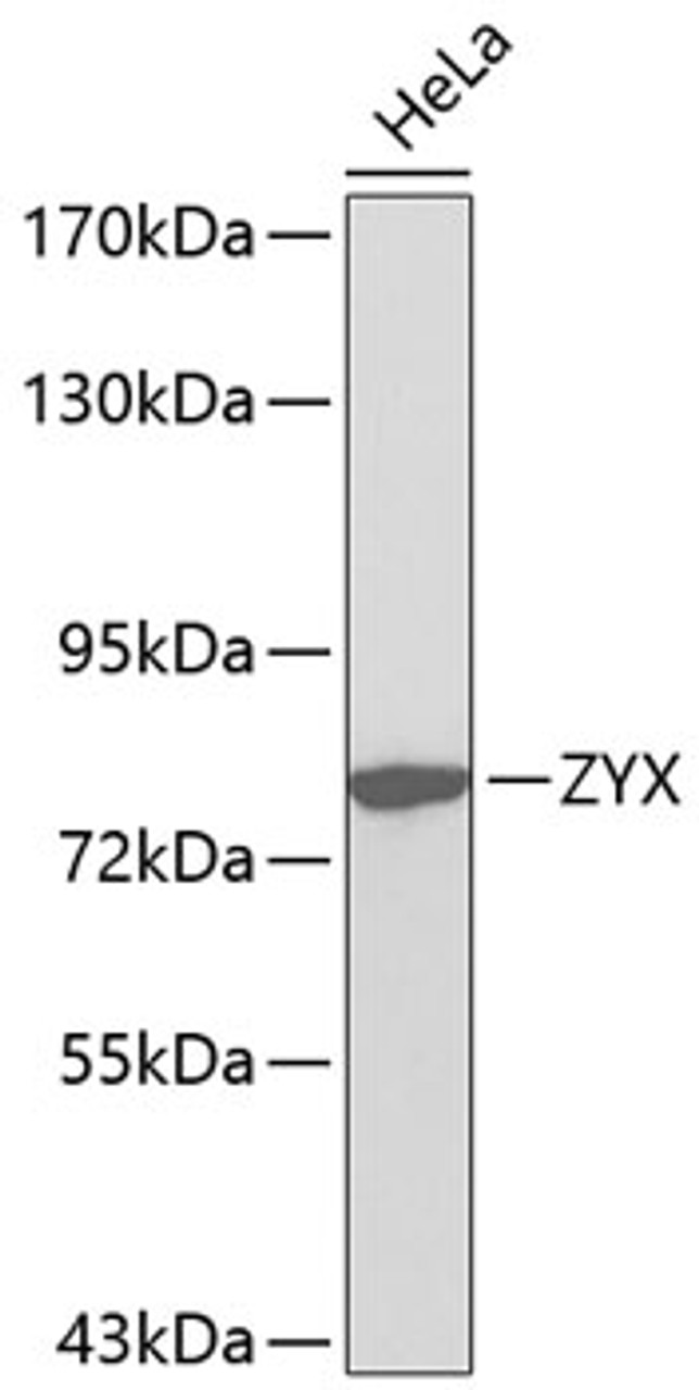 Western blot analysis of extracts of HeLa cells, using ZYX antibody (18-525) .<br/>Secondary antibody: HRP Goat Anti-Rabbit IgG (H+L) at 1:10000 dilution.<br/>Lysates/proteins: 25ug per lane.<br/>Blocking buffer: 3% nonfat dry milk in TBST.