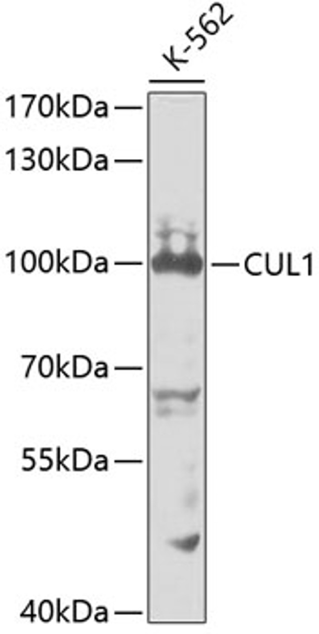 Western blot analysis of extracts of K-562 cells, using CUL1 antibody (18-526) at 1:1000 dilution.<br/>Secondary antibody: HRP Goat Anti-Rabbit IgG (H+L) at 1:10000 dilution.<br/>Lysates/proteins: 25ug per lane.<br/>Blocking buffer: 3% nonfat dry milk in TBST.