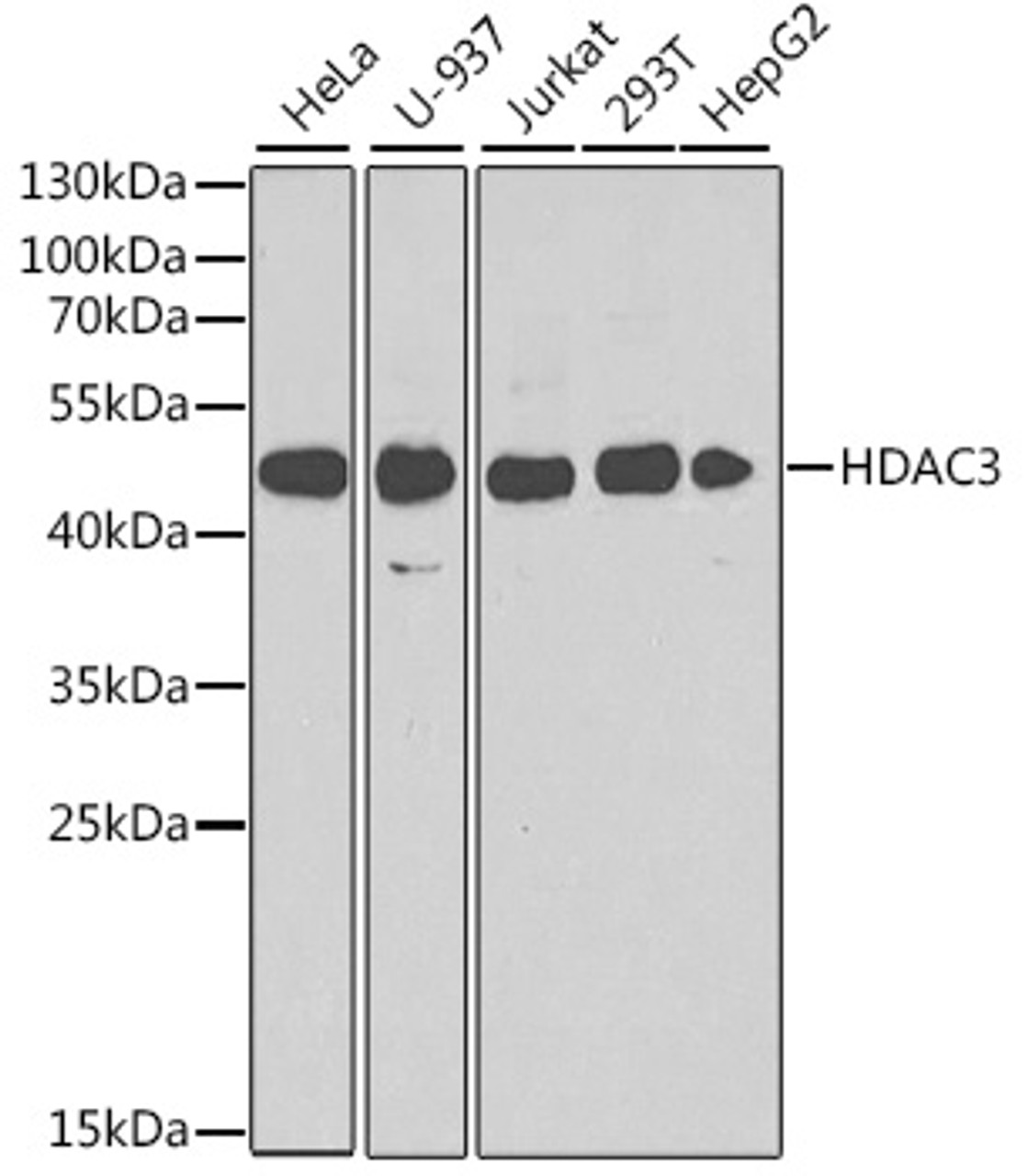 Western blot analysis of extracts of various cell lines, using HDAC3 antibody (18-528) at 1:1000 dilution.<br/>Secondary antibody: HRP Goat Anti-Rabbit IgG (H+L) at 1:10000 dilution.<br/>Lysates/proteins: 25ug per lane.<br/>Blocking buffer: 3% nonfat dry milk in TBST.