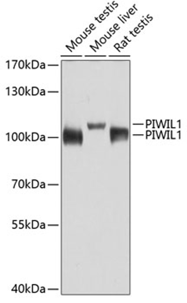 Western blot analysis of extracts of various cell lines, using PIWIL1 antibody (18-535) at 1:1000 dilution.<br/>Secondary antibody: HRP Goat Anti-Rabbit IgG (H+L) at 1:10000 dilution.<br/>Lysates/proteins: 25ug per lane.<br/>Blocking buffer: 3% nonfat dry milk in TBST.<br/>Detection: ECL Basic Kit.<br/>Exposure time: 30s.