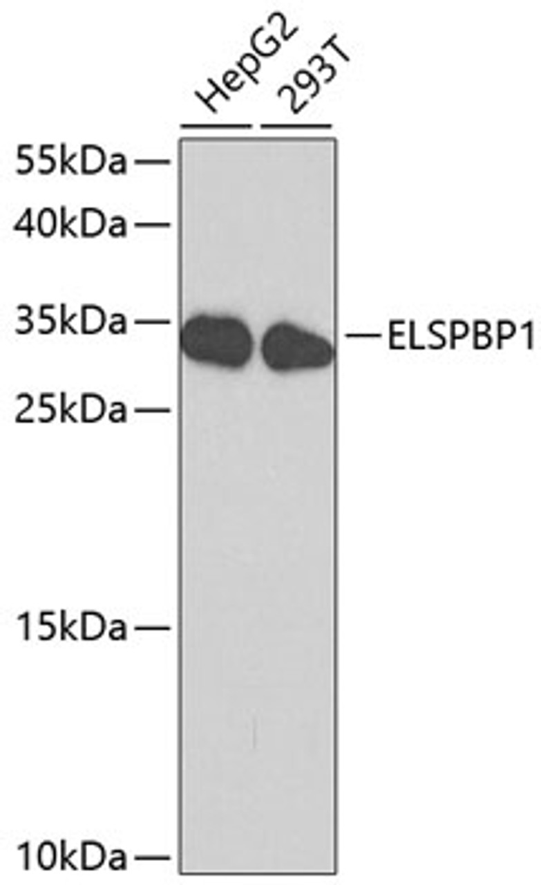 Western blot analysis of extracts of various cell lines, using ELSPBP1 antibody (18-536) at 1:1000 dilution.<br/>Secondary antibody: HRP Goat Anti-Rabbit IgG (H+L) at 1:10000 dilution.<br/>Lysates/proteins: 25ug per lane.<br/>Blocking buffer: 3% nonfat dry milk in TBST.<br/>Detection: ECL Basic Kit.<br/>Exposure time: 90s.