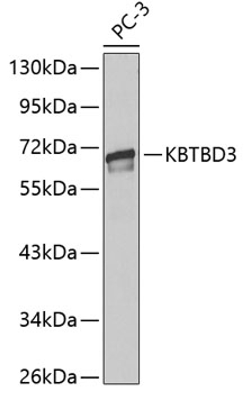 Western blot analysis of extracts of PC-3 cells, using KBTBD3 antibody (18-537) .<br/>Secondary antibody: HRP Goat Anti-Rabbit IgG (H+L) at 1:10000 dilution.<br/>Lysates/proteins: 25ug per lane.<br/>Blocking buffer: 3% nonfat dry milk in TBST.