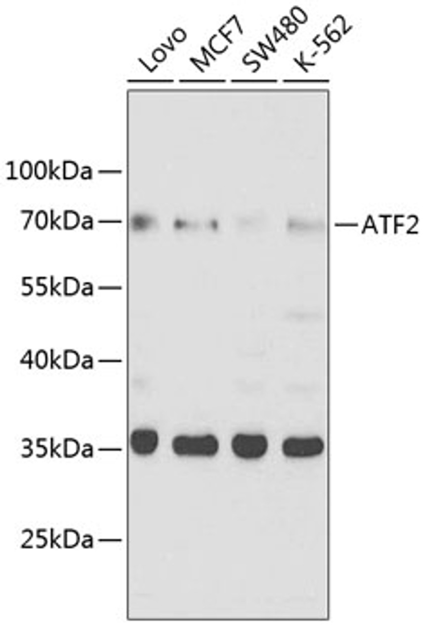 Western blot analysis of extracts of various cell lines, using ATF2 antibody (18-540) at 1:1000 dilution.<br/>Secondary antibody: HRP Goat Anti-Rabbit IgG (H+L) at 1:10000 dilution.<br/>Lysates/proteins: 25ug per lane.<br/>Blocking buffer: 3% nonfat dry milk in TBST.