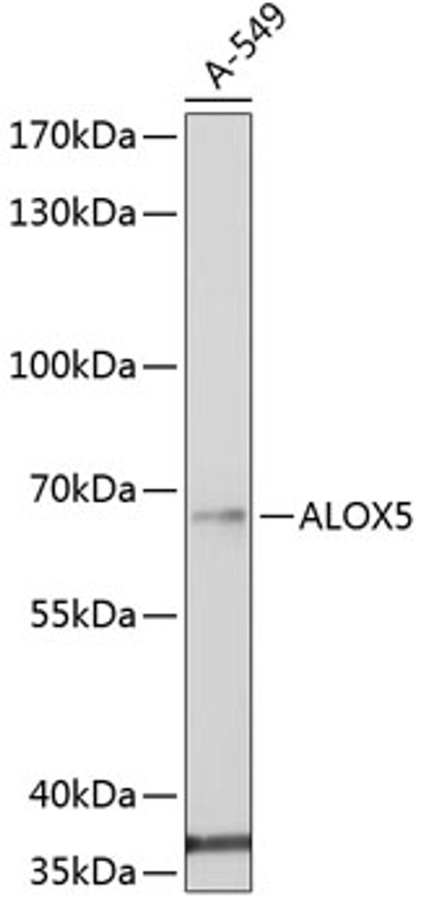 Western blot analysis of extracts of A-549 cells, using ALOX5 antibody (18-543) at 1:1000 dilution.<br/>Secondary antibody: HRP Goat Anti-Rabbit IgG (H+L) at 1:10000 dilution.<br/>Lysates/proteins: 25ug per lane.<br/>Blocking buffer: 3% nonfat dry milk in TBST.<br/>Detection: ECL Basic Kit.<br/>Exposure time: 60s.