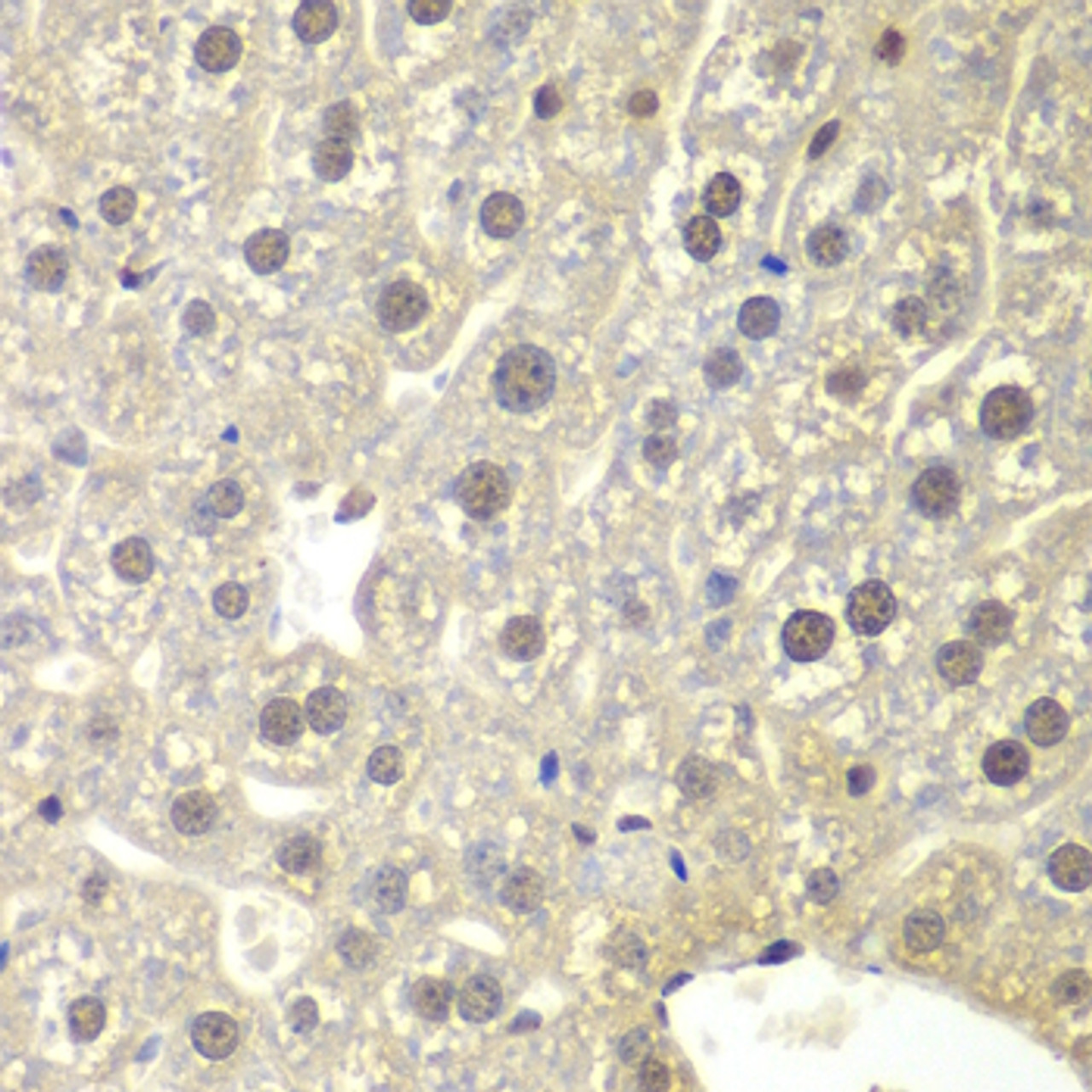 Immunohistochemistry of paraffin-embedded mouse liver using NR3C1 antibody (18-548) at dilution of 1:200 (40x lens) .