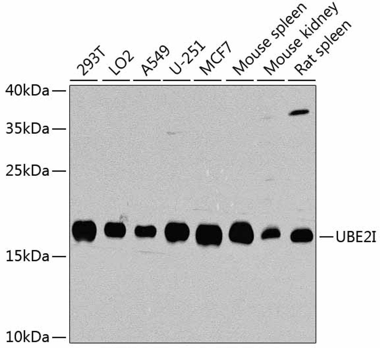 Western blot analysis of extracts of various cell lines, using UBE2I antibody (18-566) at 1:1000 dilution.<br/>Secondary antibody: HRP Goat Anti-Rabbit IgG (H+L) at 1:10000 dilution.<br/>Lysates/proteins: 25ug per lane.<br/>Blocking buffer: 3% nonfat dry milk in TBST.<br/>Detection: ECL Basic Kit.<br/>Exposure time: 30s.