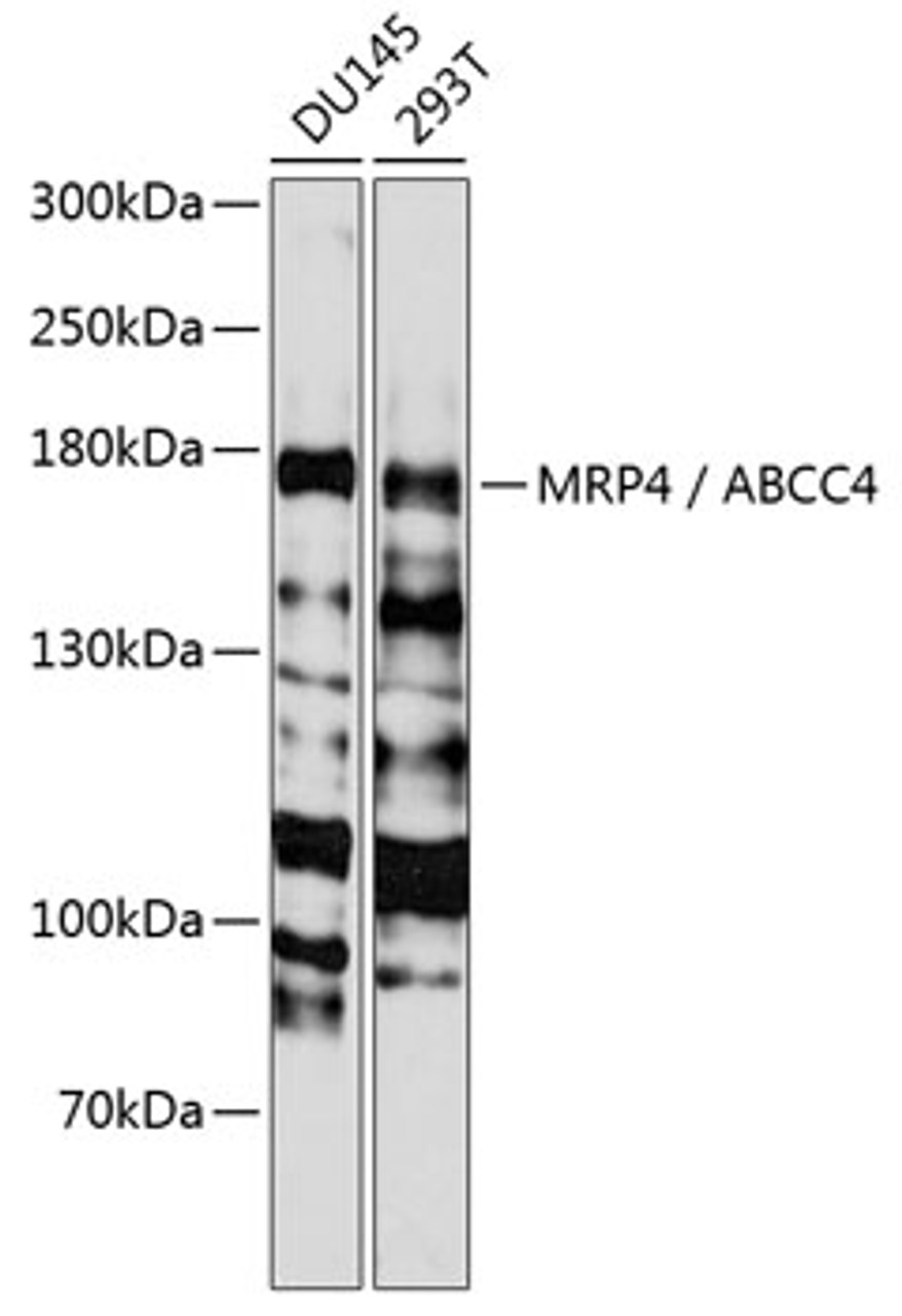 Western blot analysis of extracts of various cell lines, using MRP4 / ABCC4 antibody (18-569) at 1:3000 dilution.<br/>Secondary antibody: HRP Goat Anti-Rabbit IgG (H+L) at 1:10000 dilution.<br/>Lysates/proteins: 25ug per lane.<br/>Blocking buffer: 3% nonfat dry milk in TBST.<br/>Detection: ECL Basic Kit.<br/>Exposure time: 10s.
